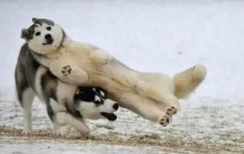 9gag(��Ц�罻̨)